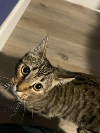 Pistachio, Adoptable, Kitten Female Domestic Short Hair & Domestic Short Hair.