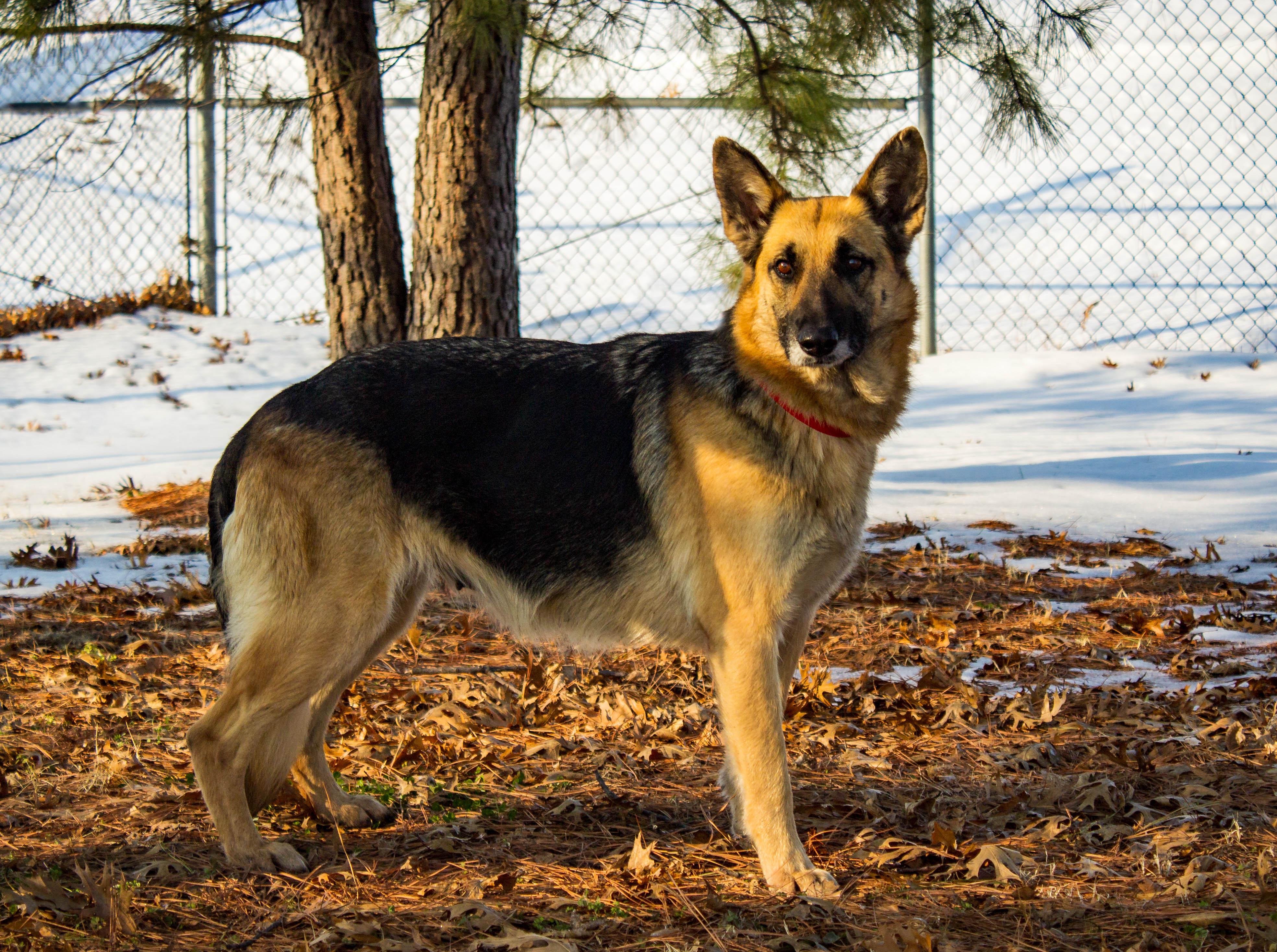 Valkryie, adopted, Adult Female German Shepherd Dog.