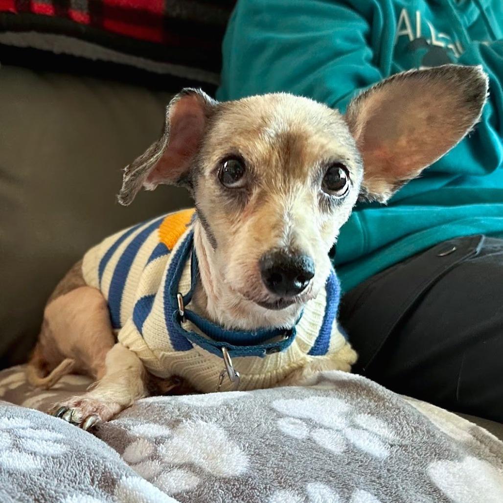 Enlarge Otis, a Adoptable Mixed Breed in Raleigh, NC image 1/6