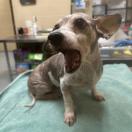 Enlarge Otis, a Adoptable Mixed Breed in Raleigh, NC image 2/6