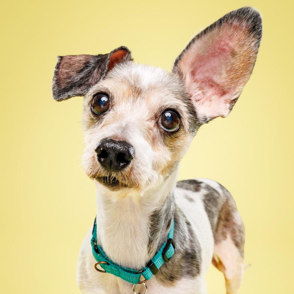 Enlarge Otis, a Adoptable Mixed Breed in Raleigh, NC image 3/6