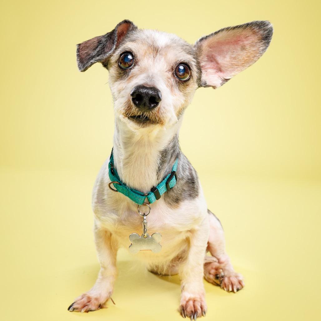 Enlarge Otis, a Adoptable Mixed Breed in Raleigh, NC image 5/6