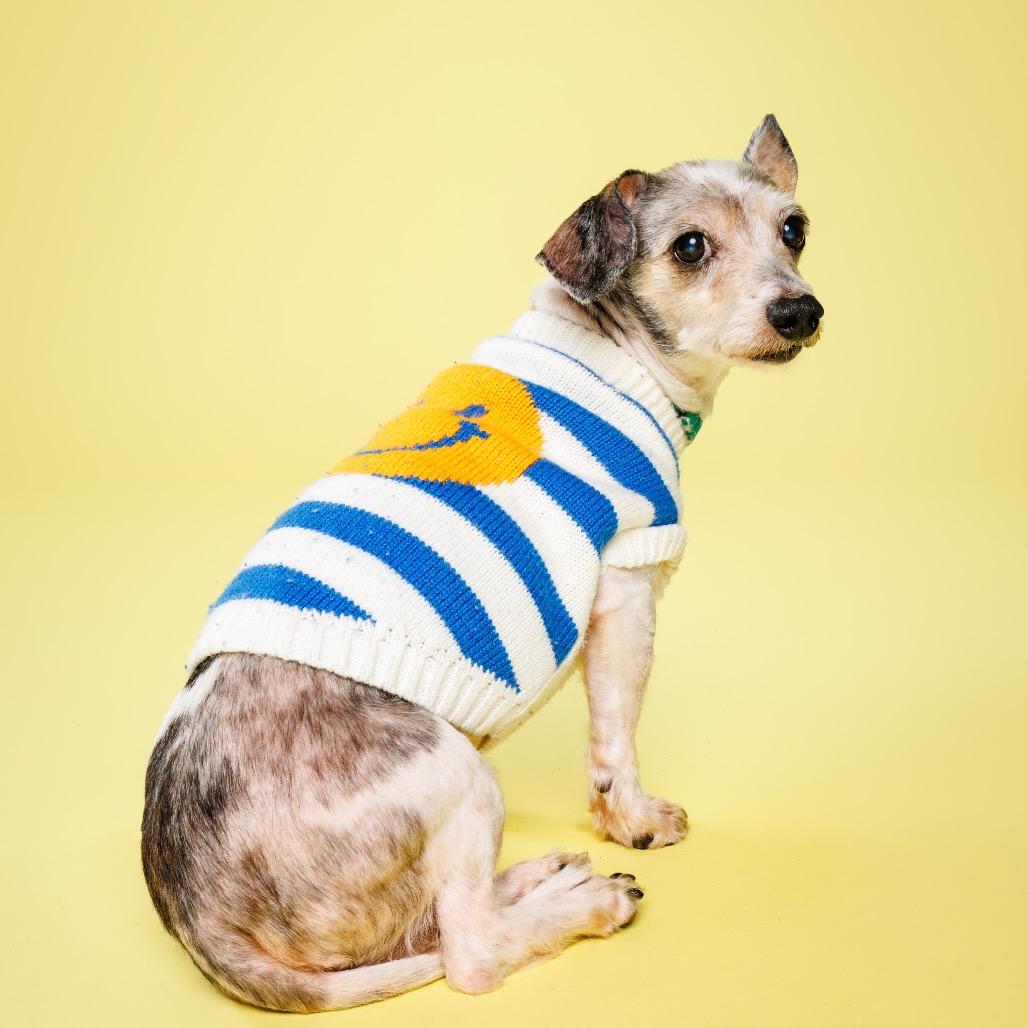 Enlarge Otis, a Adoptable Mixed Breed in Raleigh, NC image 6/6