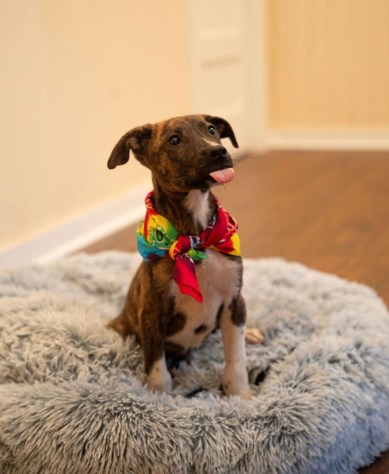 Enlarge Java, a Adoptable mixed breed in Denver , CO image 3/6