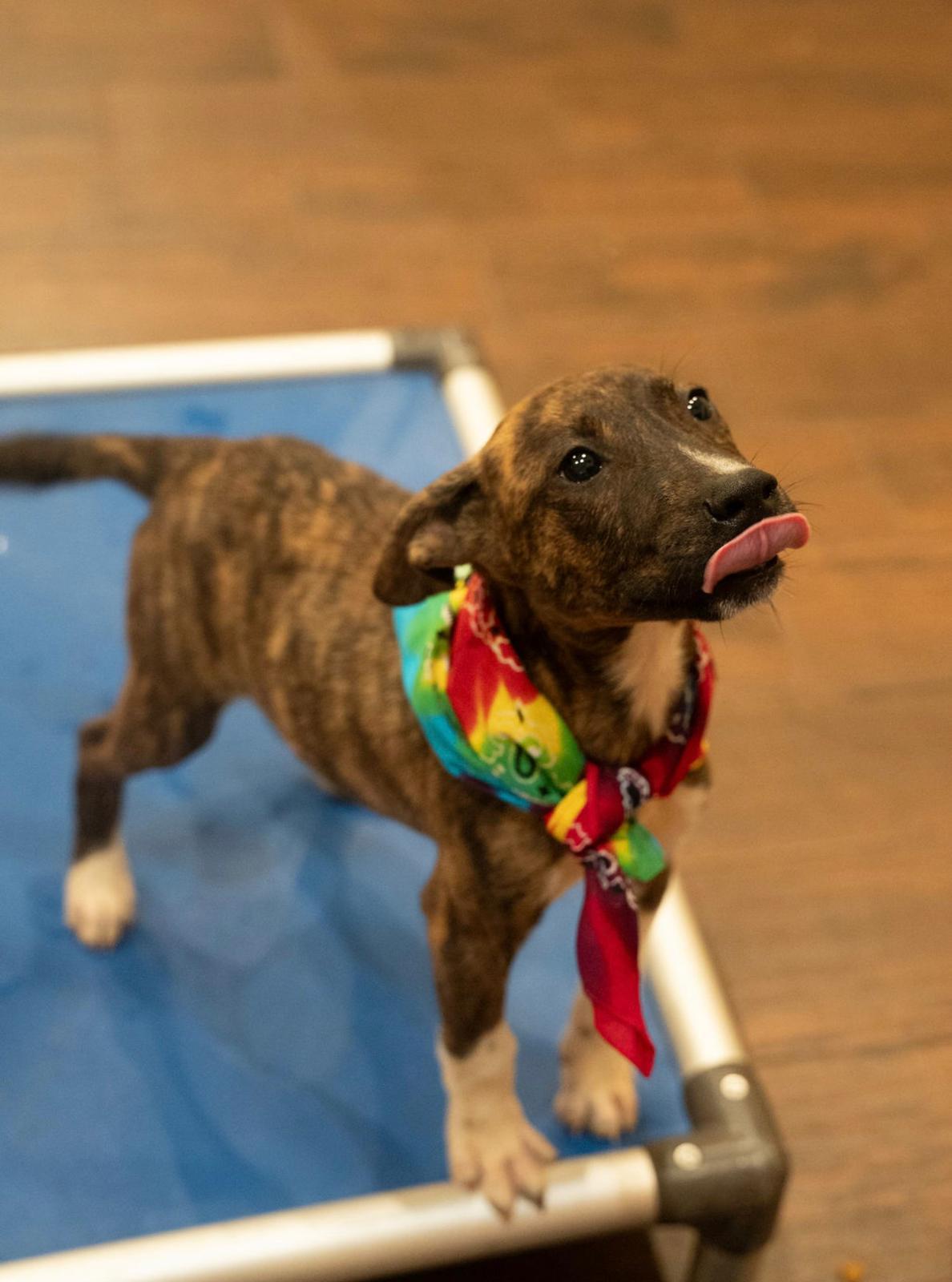 Java, Adoptable, Puppy Male Australian Cattle Dog / Blue Heeler.