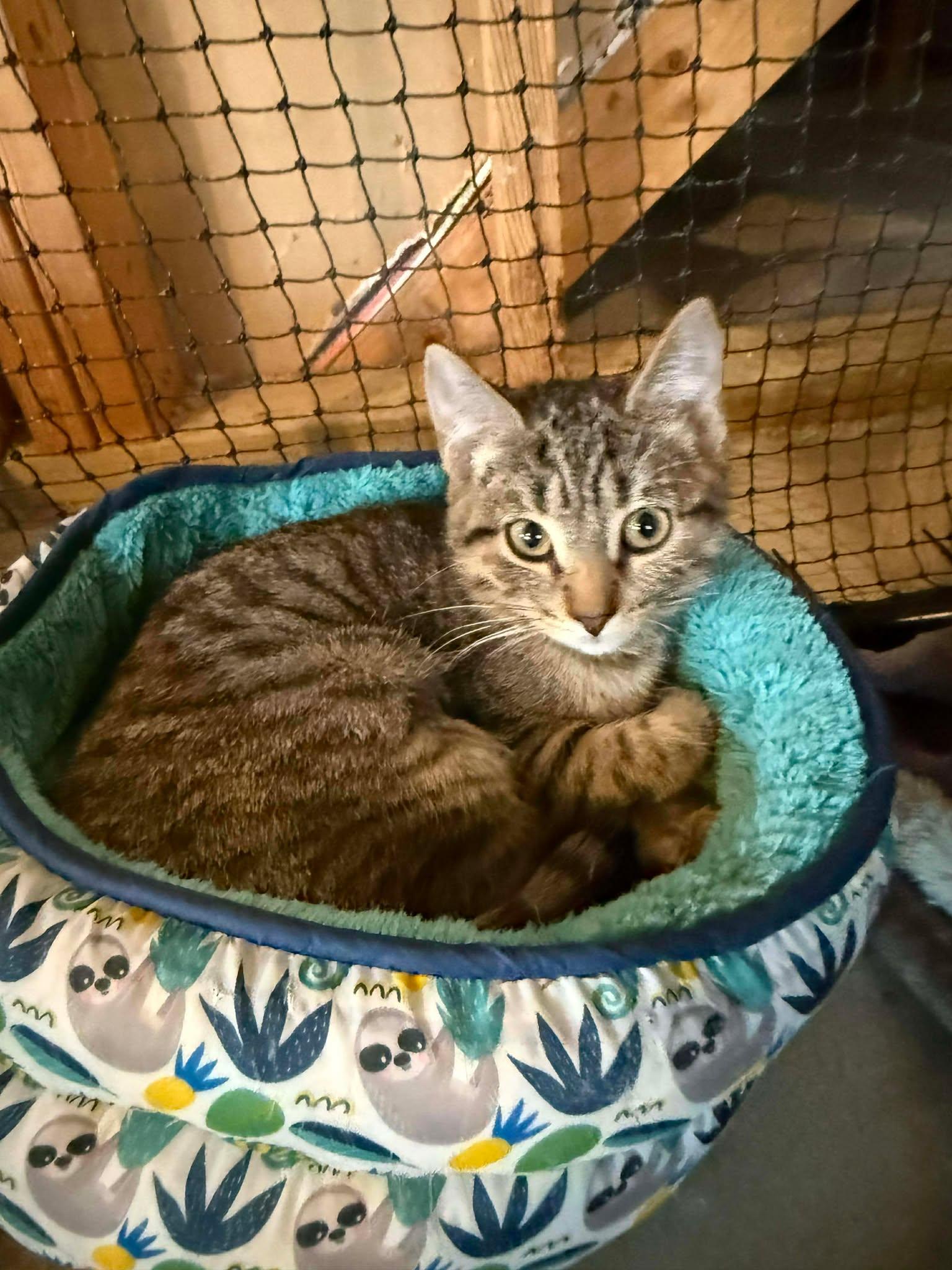 Angela, ADOPTABLE, Kitten Female Domestic Short Hair.