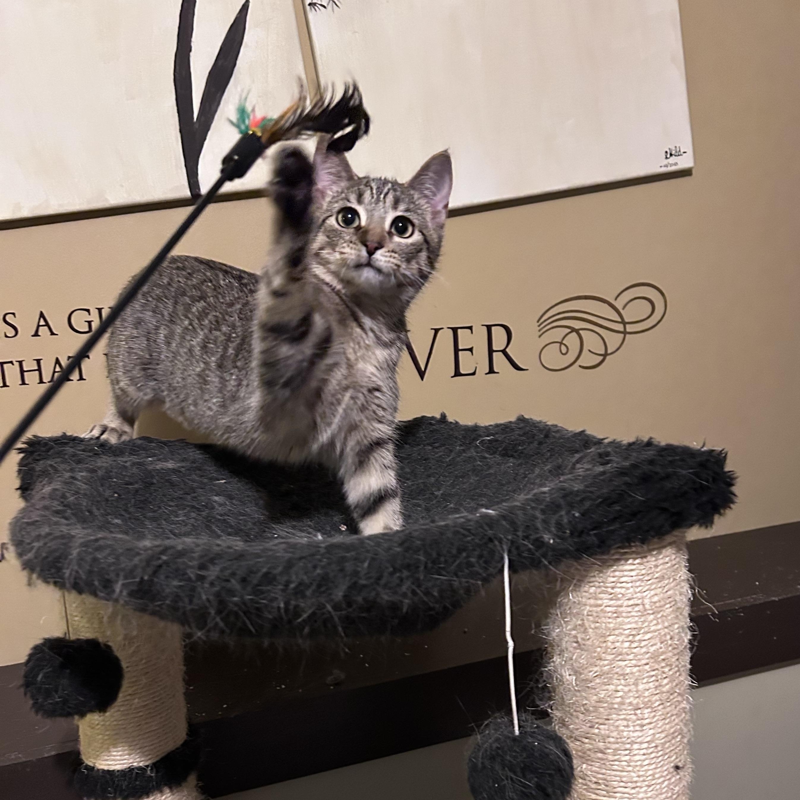 Angela, ADOPTABLE, Kitten Female Domestic Short Hair.