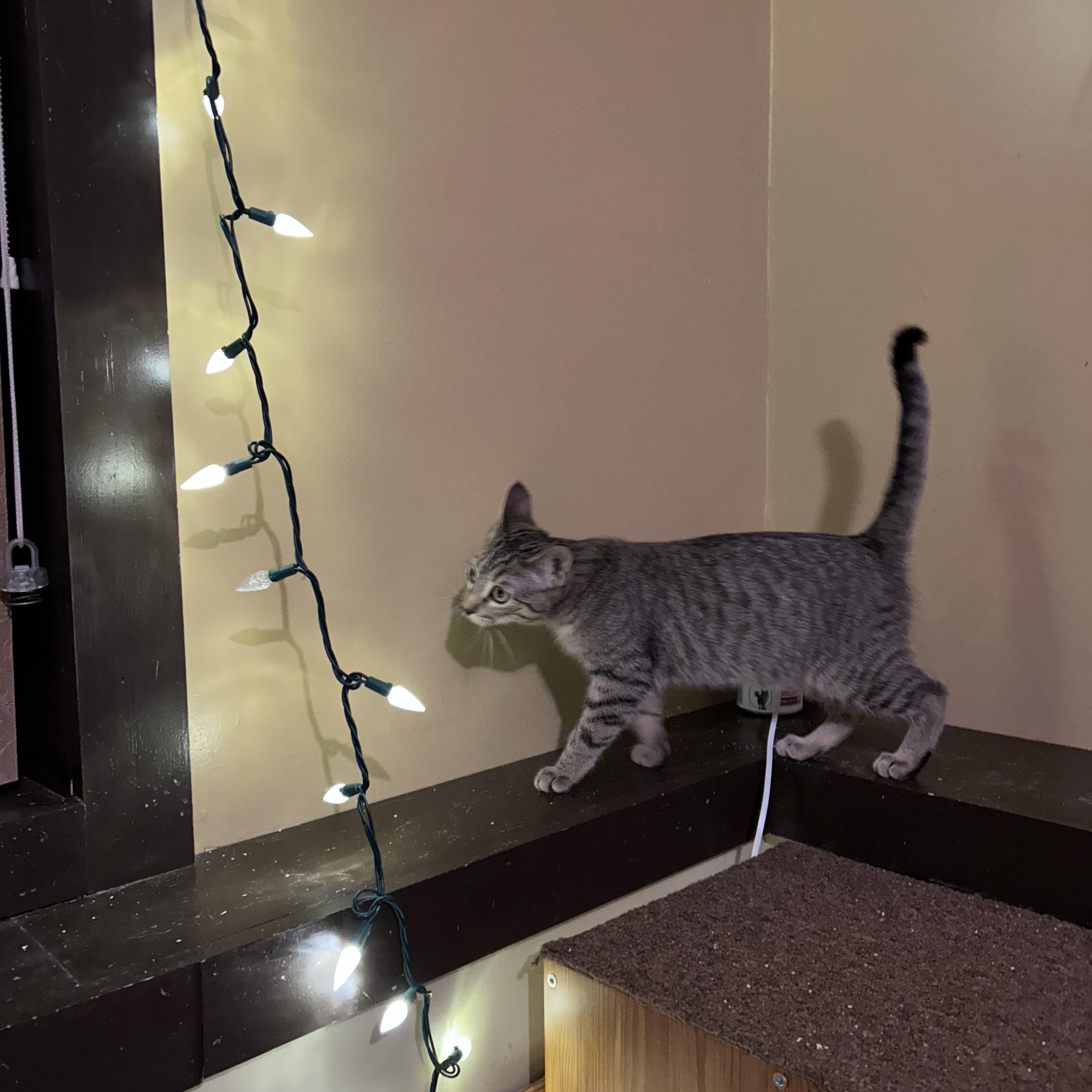 Angela, a ADOPTABLE Domestic Short Hair in Shakopee, MN image 5/6