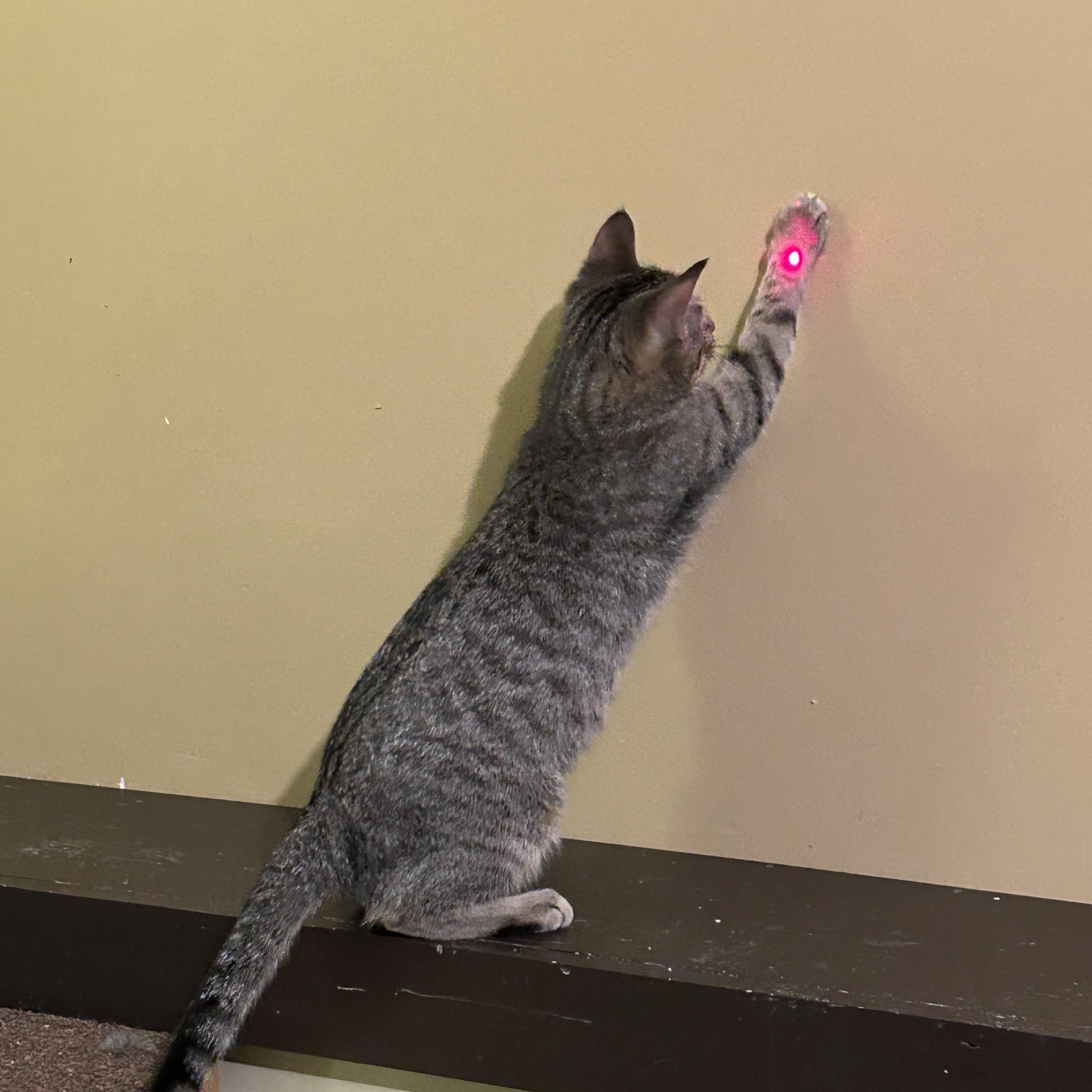 Angela, a ADOPTABLE Domestic Short Hair in Shakopee, MN image 3/6