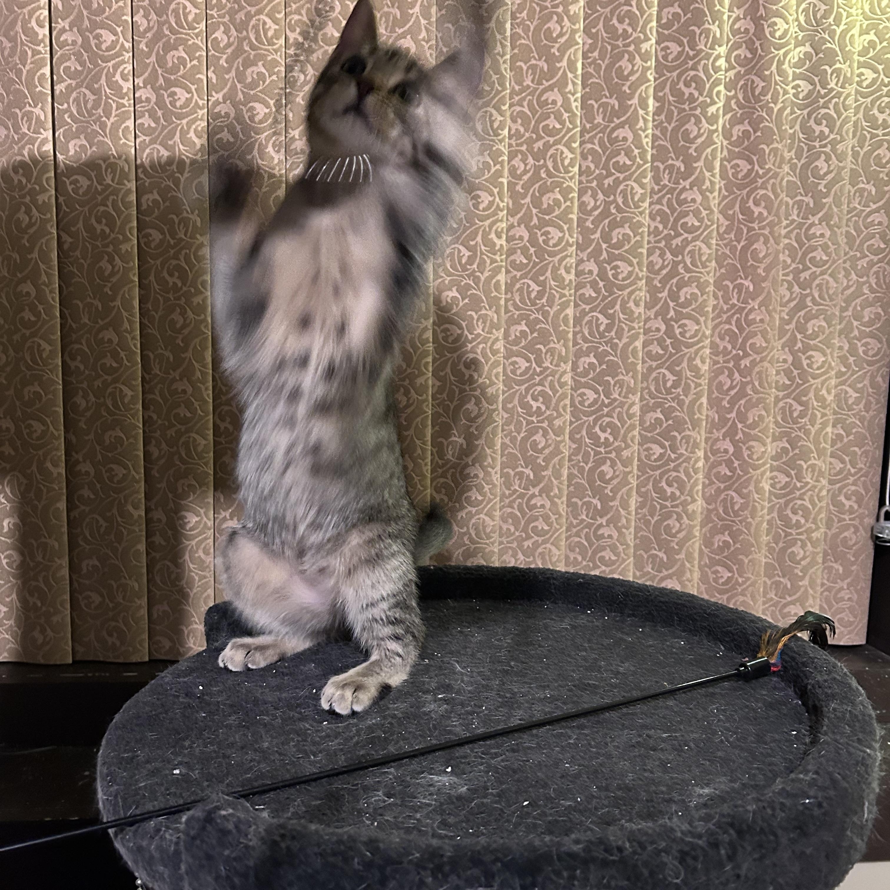 Angela, a ADOPTABLE Domestic Short Hair in Shakopee, MN image 4/6