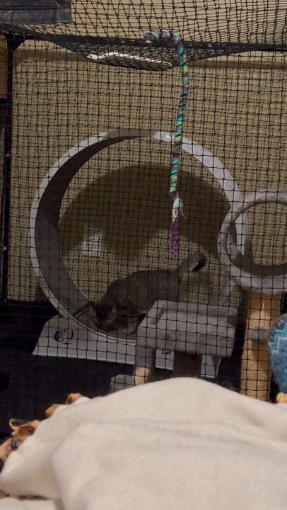 Enlarge Angela, a ADOPTABLE Domestic Short Hair in Shakopee, MN video 6/6