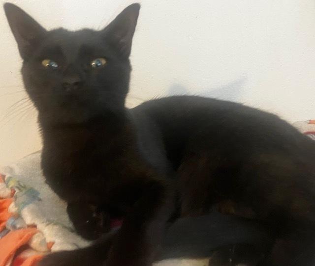 Soleia, Adoptable, Kitten Female Domestic Short Hair.