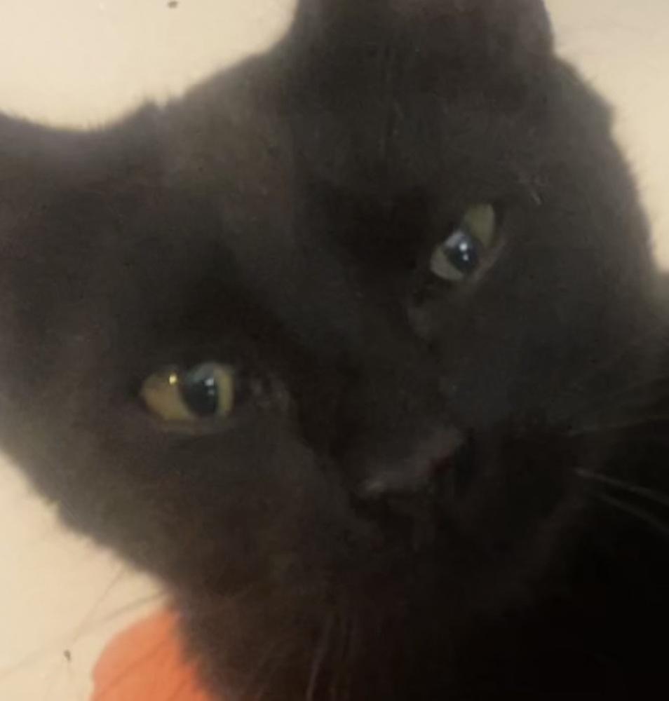 Soleia, a Adoptable Domestic Short Hair in Hudson, NH image 2/2