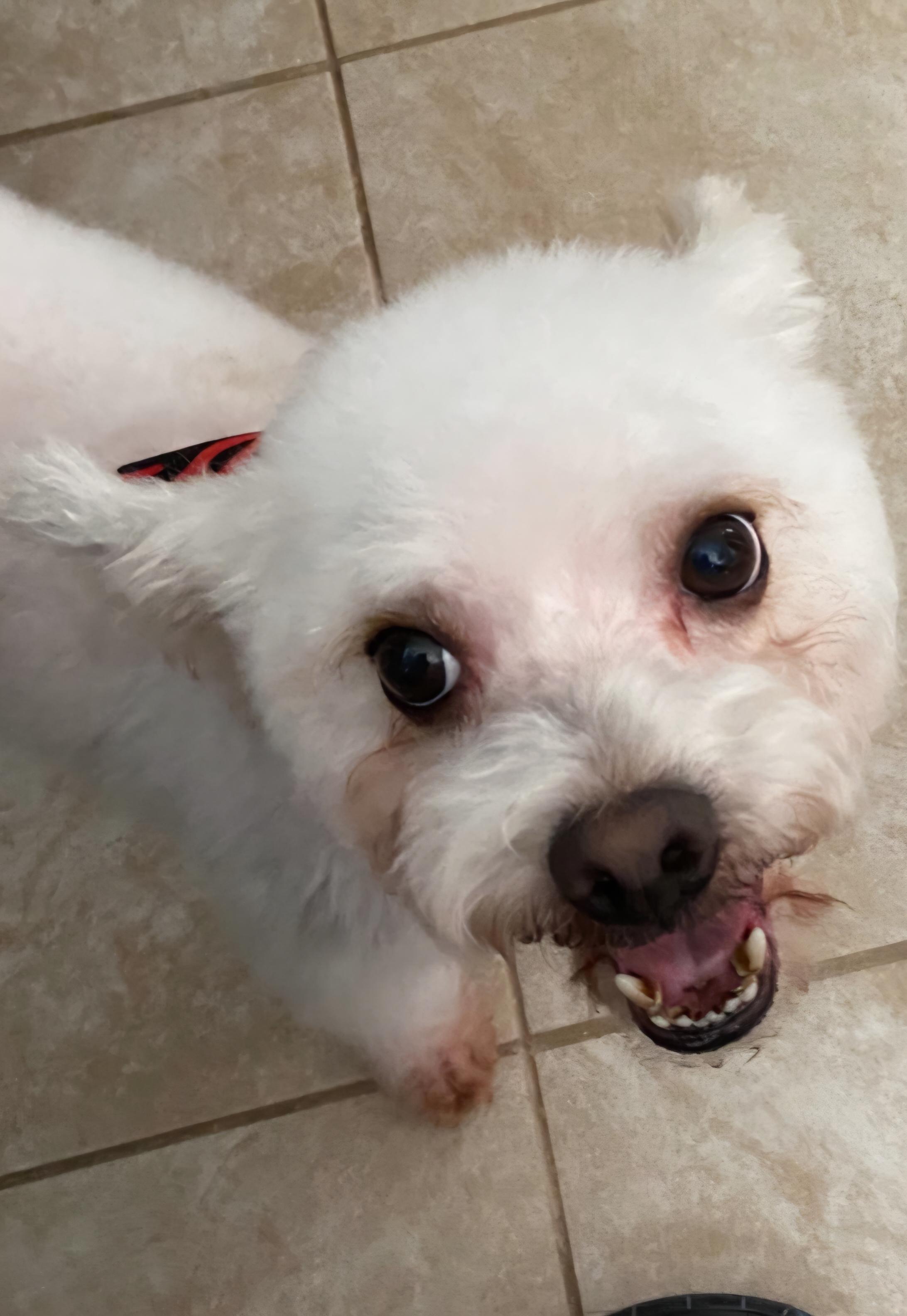 Aries, Adoptable, Adult Male Maltipoo.