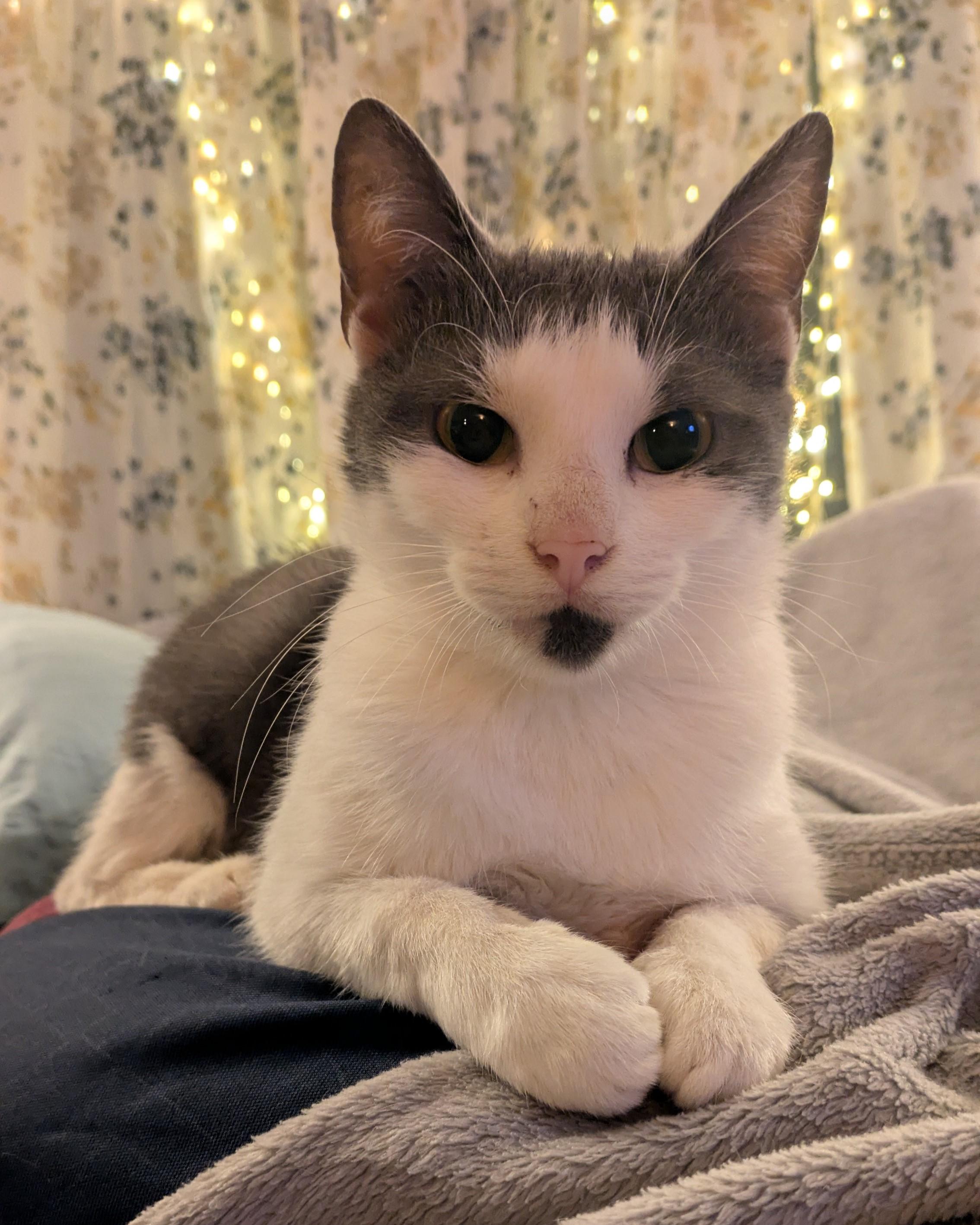 Newt, a Adoptable Domestic Short Hair in Lemoyne, PA image 1/4