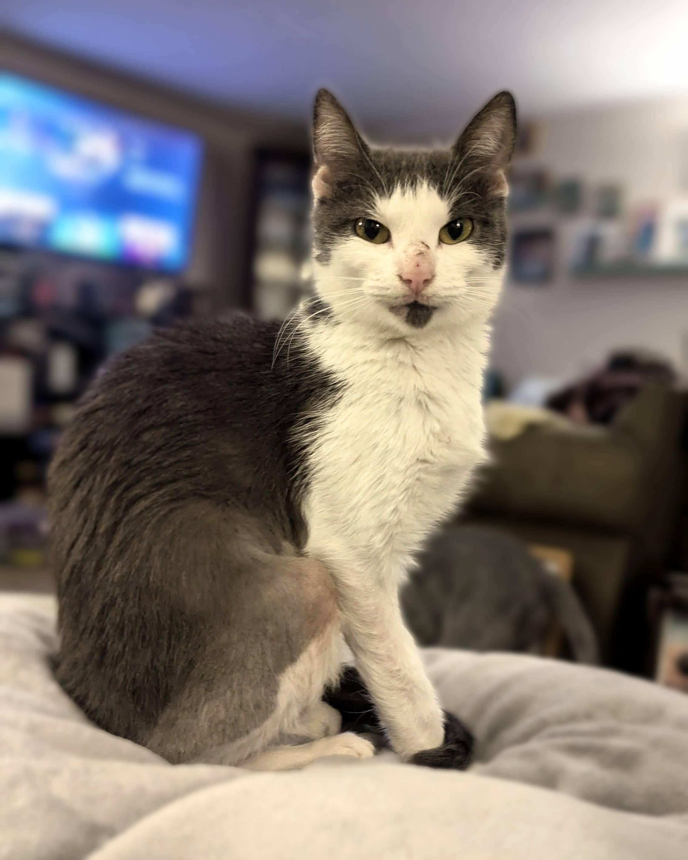 Newt, a Adoptable Domestic Short Hair in Lemoyne, PA image 2/5