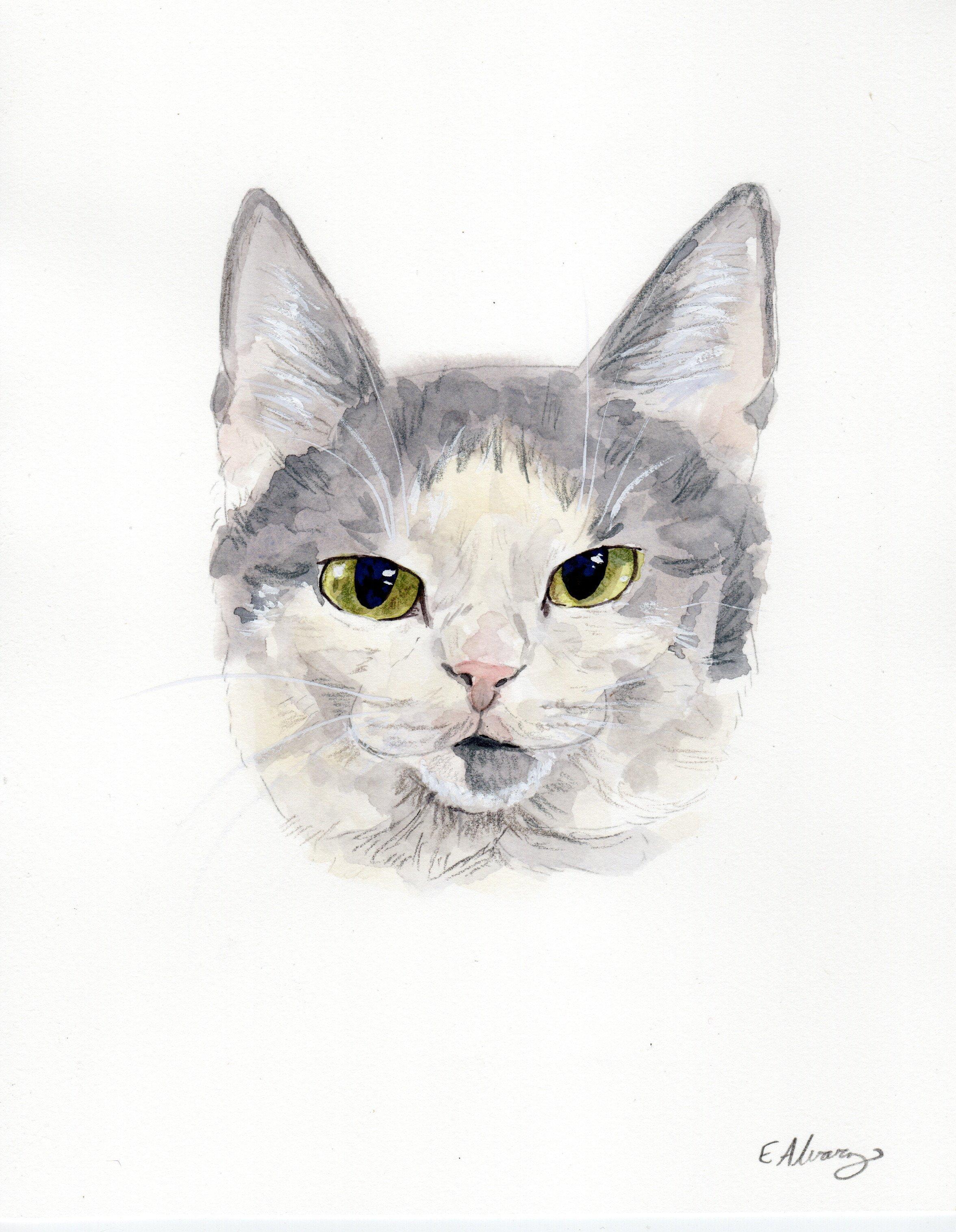 Enlarge Newt, a Adoptable Domestic Short Hair in Lemoyne, PA image 2/5