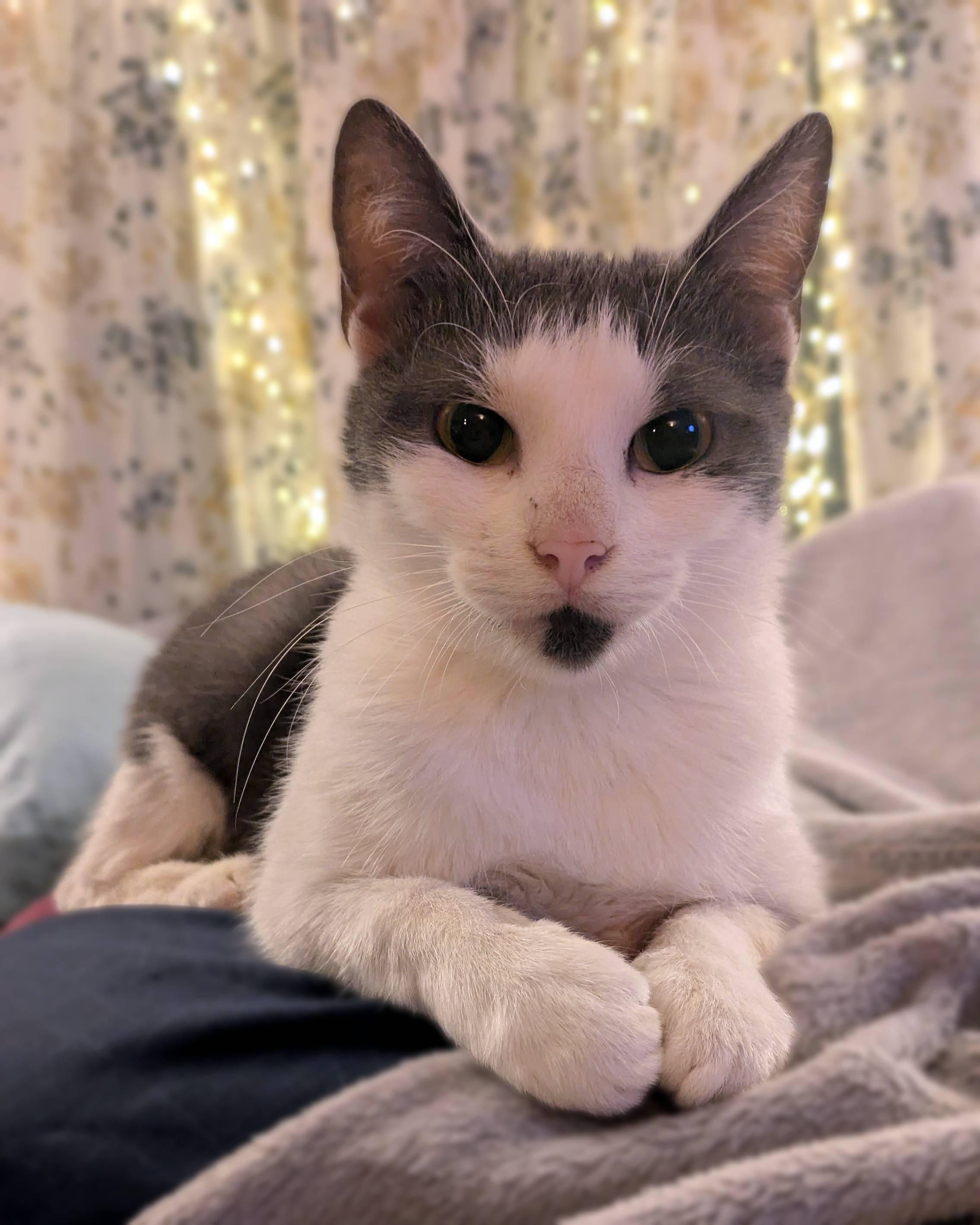 Newt, a Adoptable Domestic Short Hair in Lemoyne, PA image 1/5