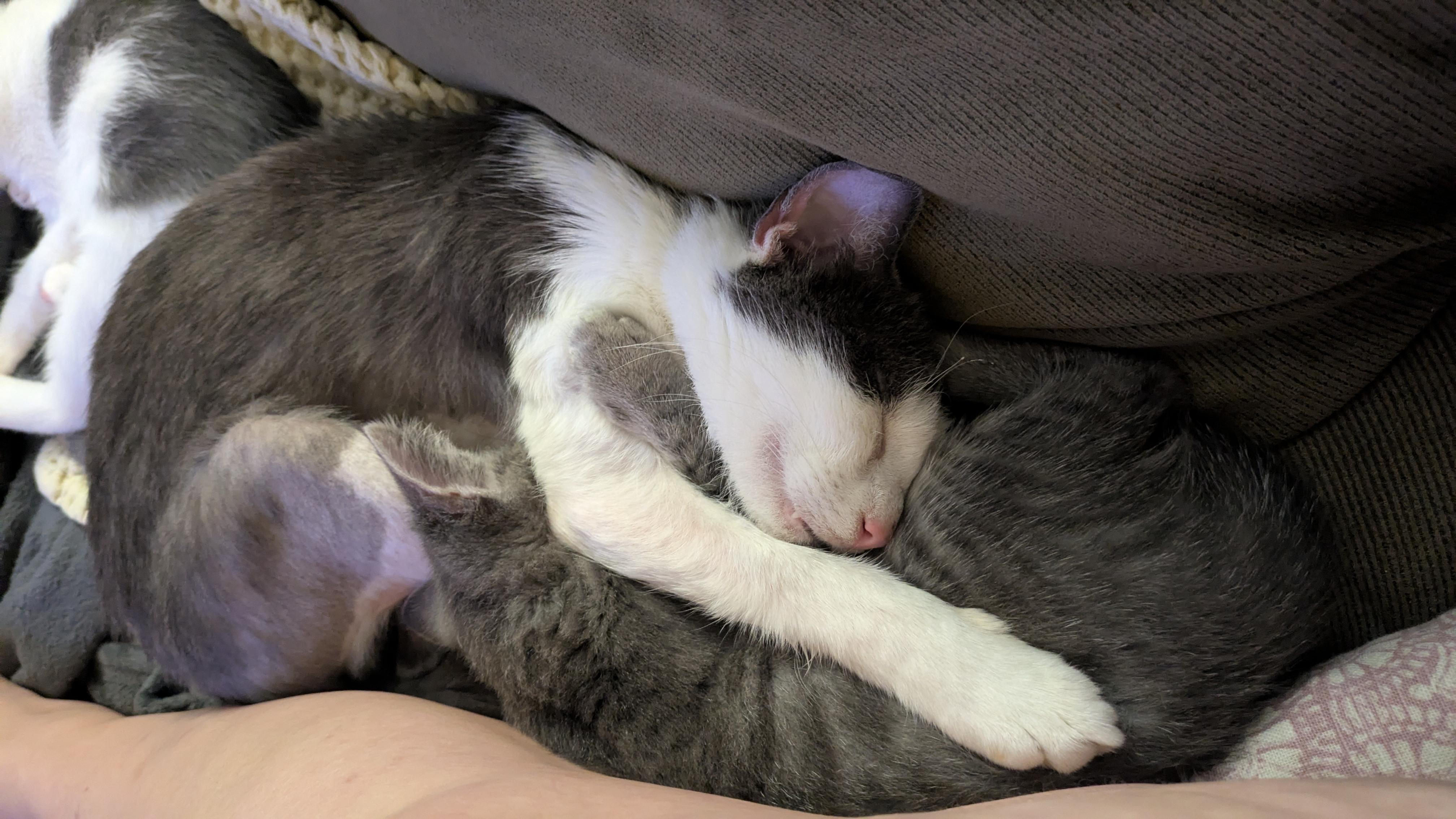 Newt, a Adoptable Domestic Short Hair in Lemoyne, PA image 3/4