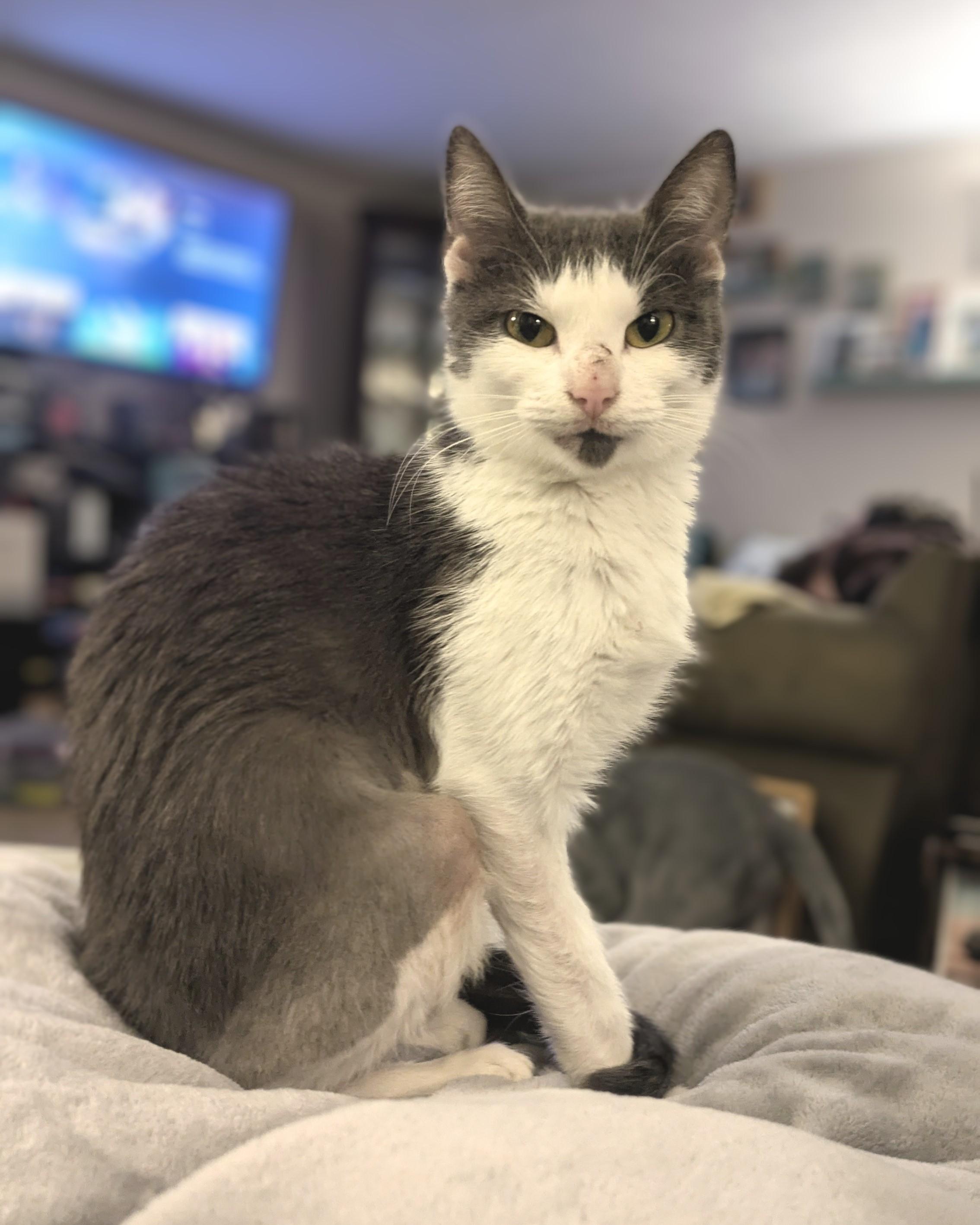 Newt, a Adoptable Domestic Short Hair in Lemoyne, PA image 4/4