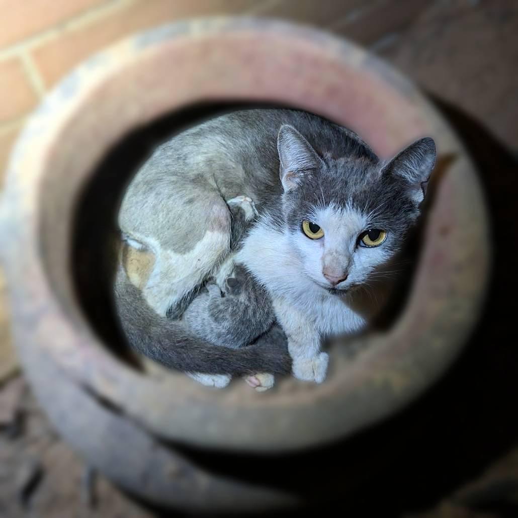 Newt, a Adoptable Domestic Short Hair in Lemoyne, PA image 5/5