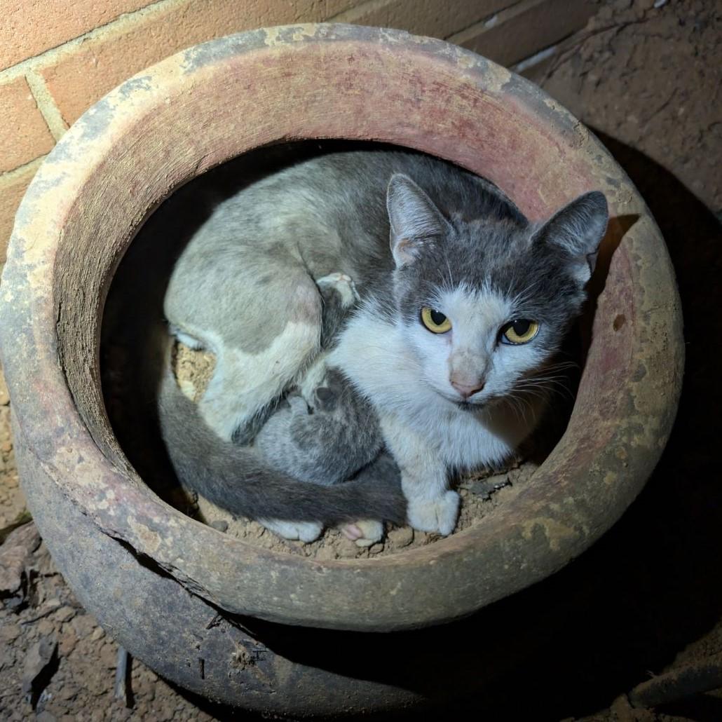 Newt, a Adoptable Domestic Short Hair in Lemoyne, PA image 2/4
