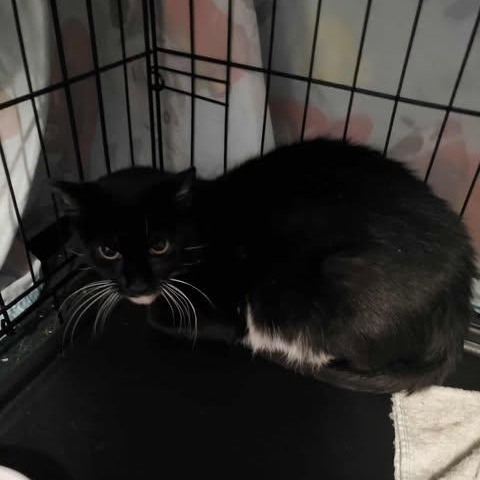 Enlarge Wrenna, a Adoptable Domestic Short Hair in Keansburg, NJ image 4/4