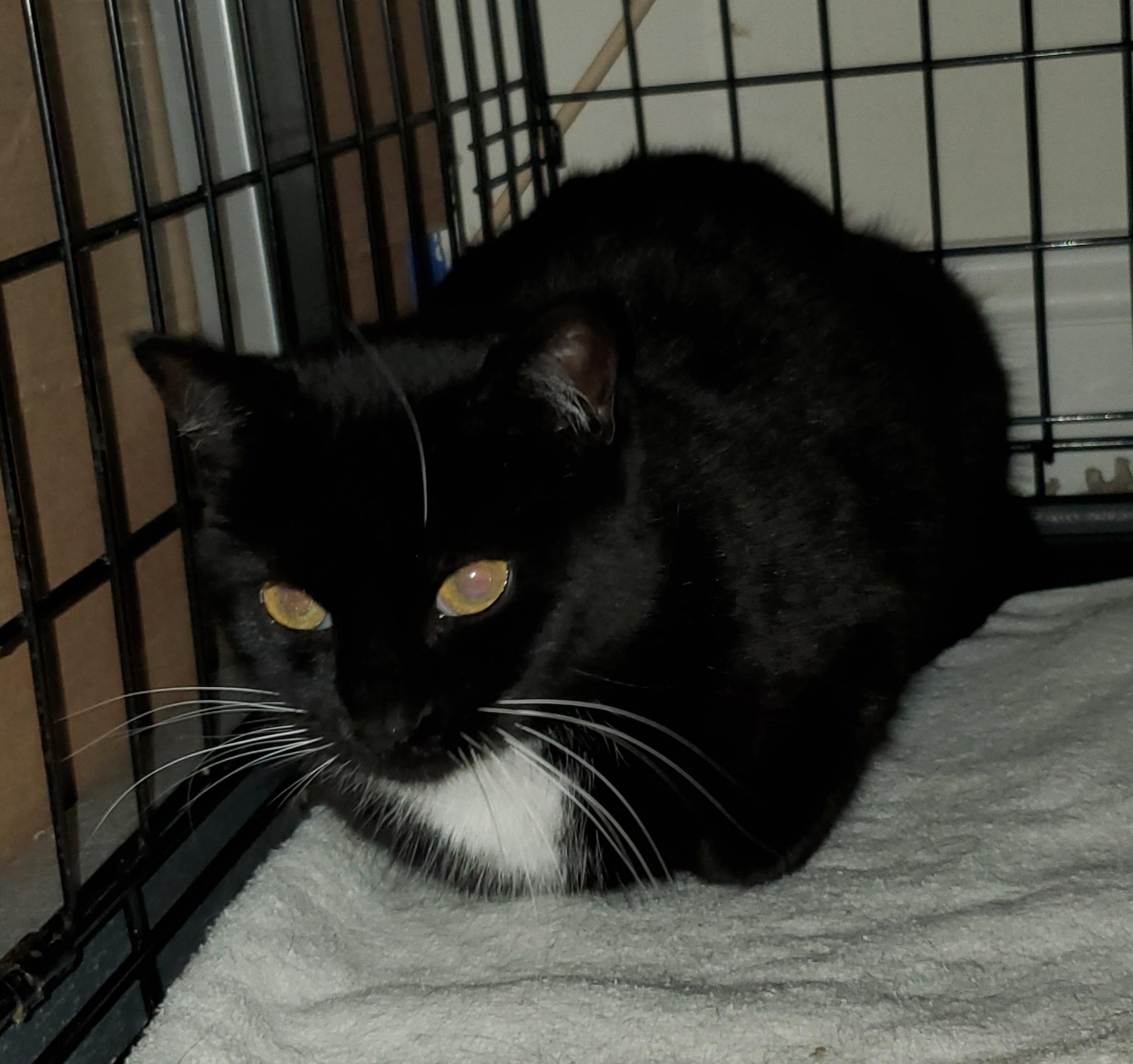 Enlarge Wrenna, a Adoptable Domestic Short Hair in Keansburg, NJ image 2/4