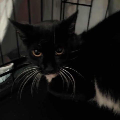 Enlarge Wrenna, a Adoptable Domestic Short Hair in Keansburg, NJ image 1/4