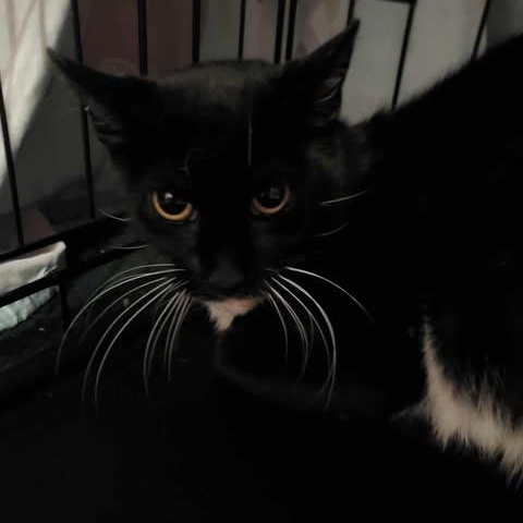 Enlarge Wrenna, a Adoptable Domestic Short Hair in Keansburg, NJ image 3/4