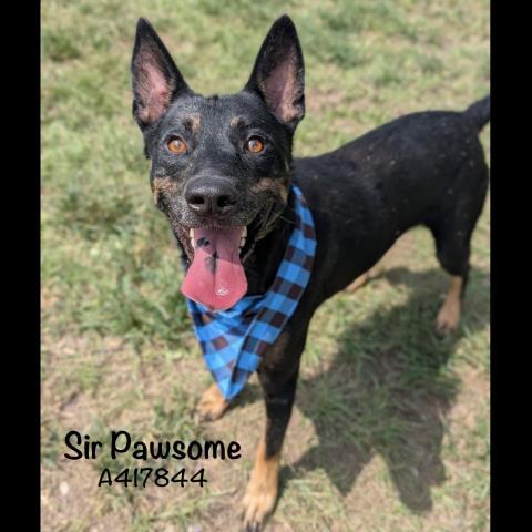 SIR PAWSOME — thumbnail 2