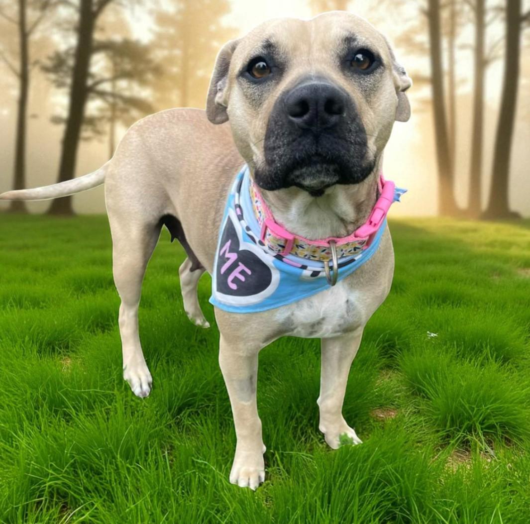 MISCHA, Adoptable, Young Female Black Mouth Cur & Pit Bull Terrier.