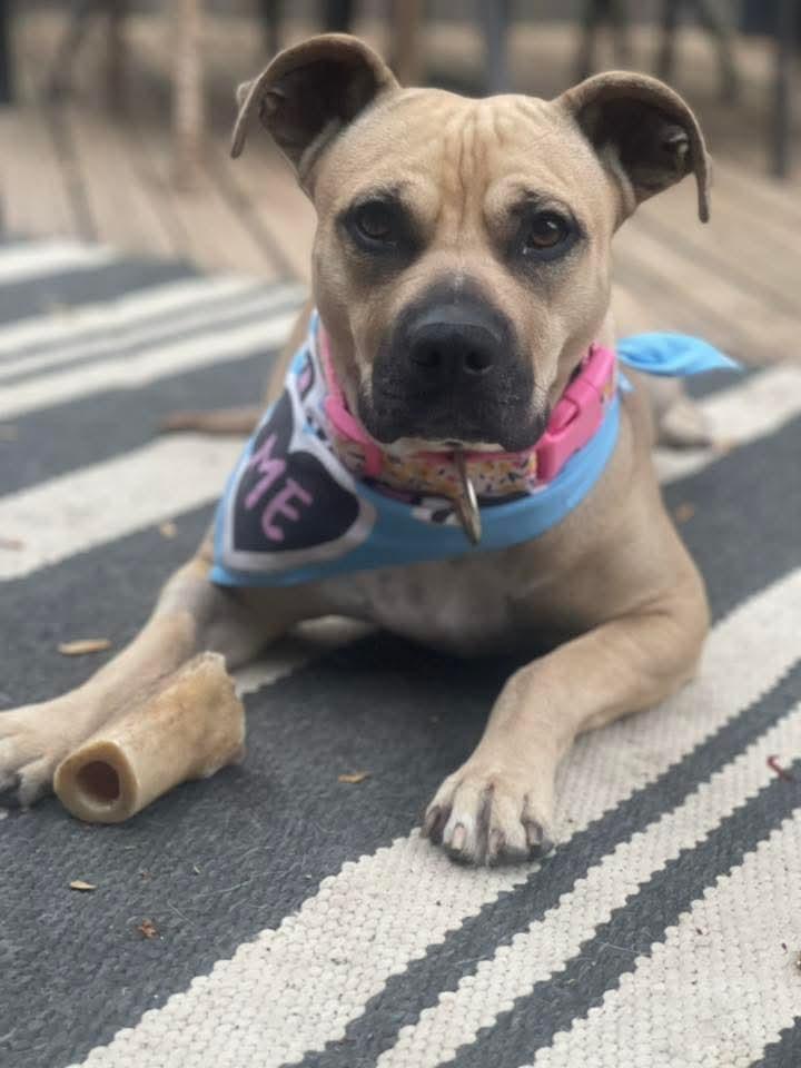 MISCHA, a Adoptable mixed breed in Lincoln, NE image 3/6