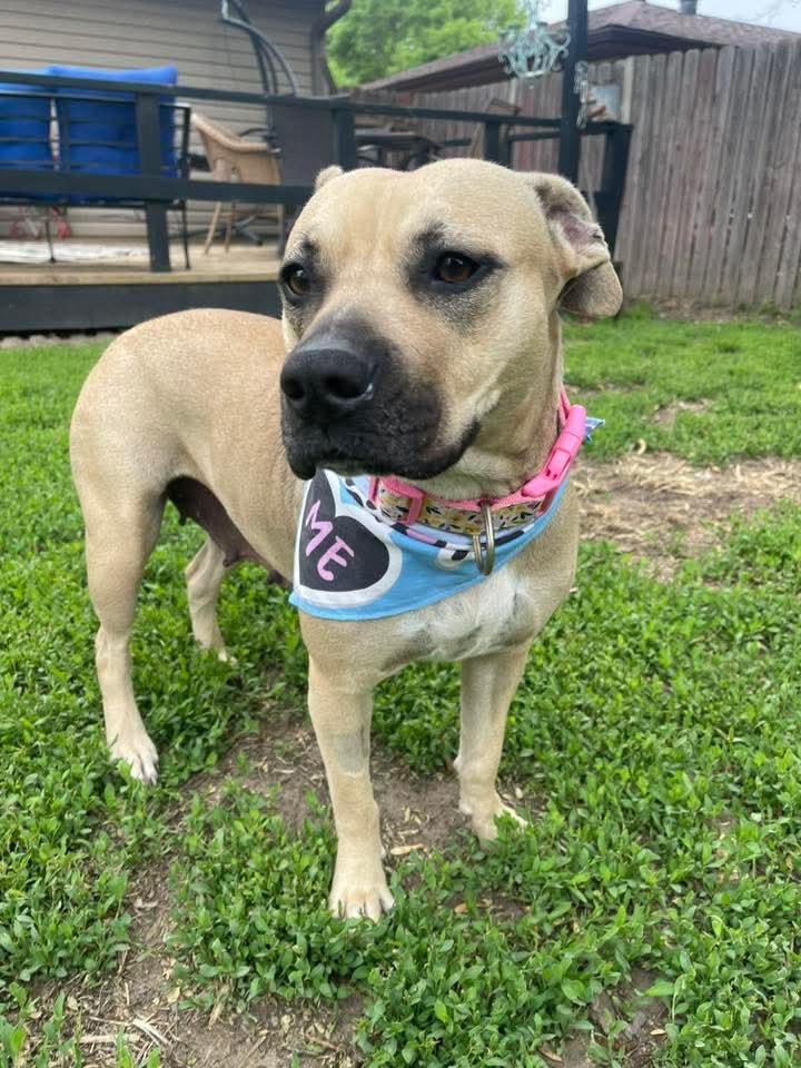 MISCHA, a Adoptable mixed breed in Lincoln, NE image 4/6