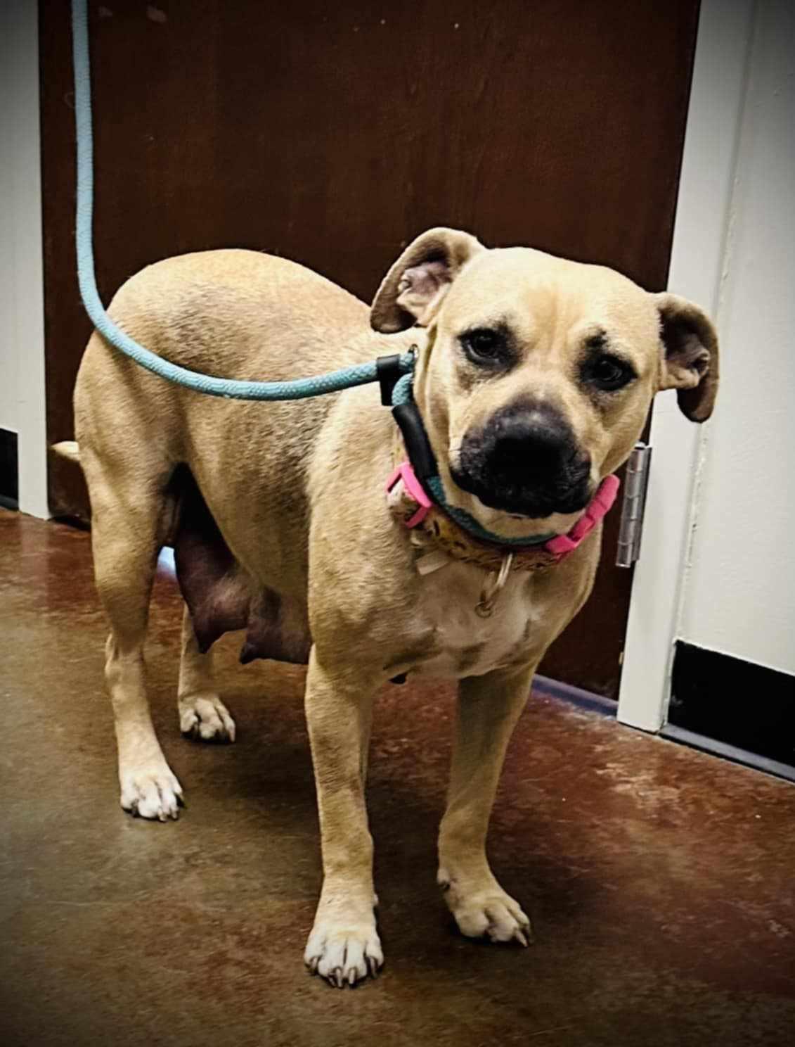 MISCHA, a Adoptable mixed breed in Lincoln, NE image 5/6