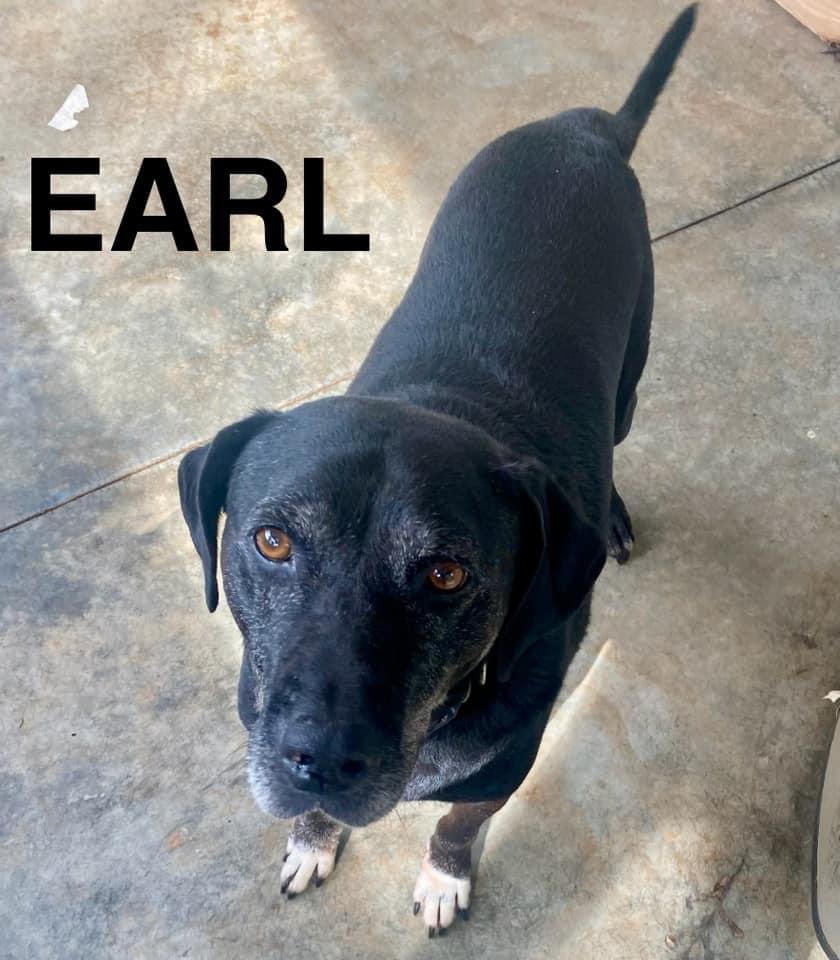 Earl, Adoptable, Adult Male Black Labrador Retriever & Mixed Breed.