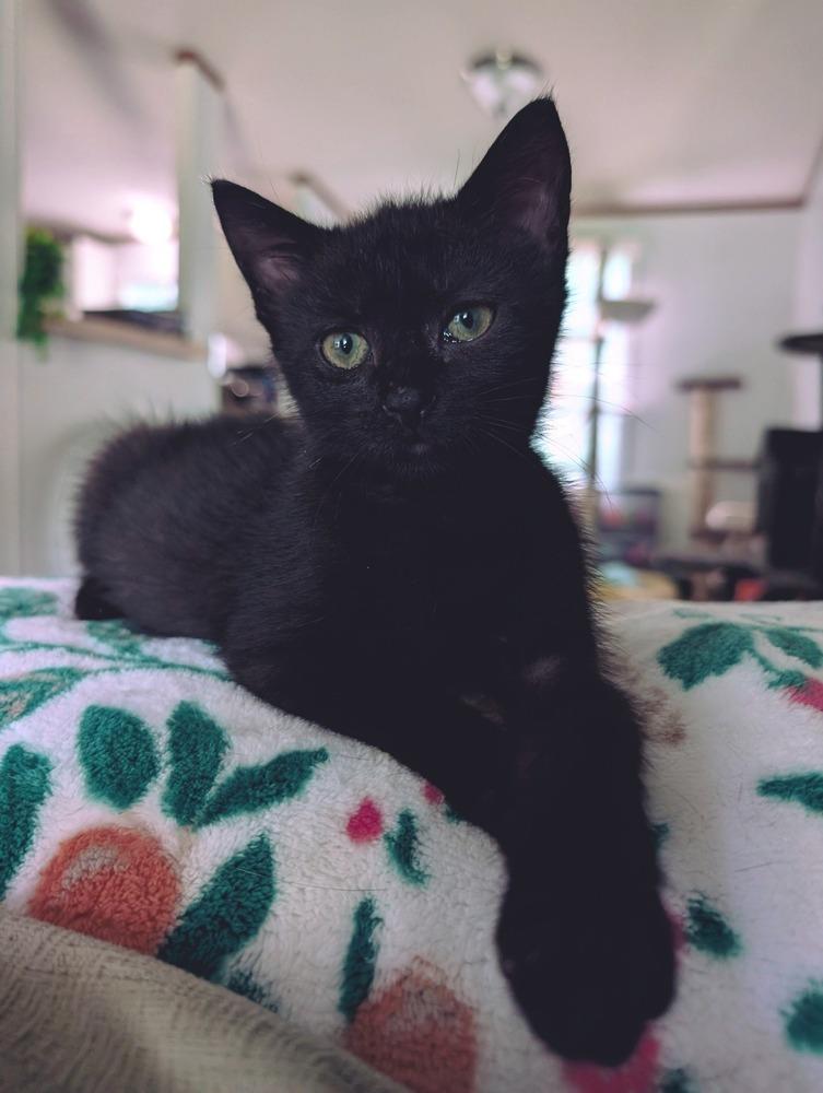 Maggie, Adoptable, Young Female Domestic Short Hair.