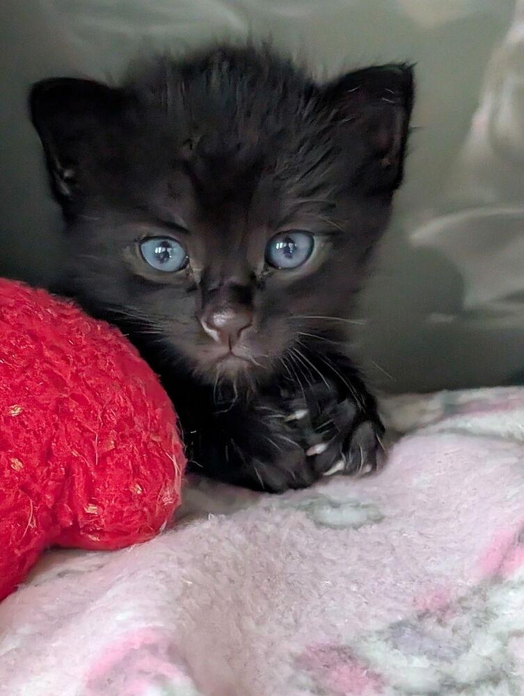 Enlarge Maggie, a Adoptable Domestic Short Hair in Statesville, NC image 2/3