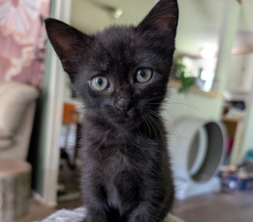 Enlarge Maggie, a Adoptable Domestic Short Hair in Statesville, NC image 3/3