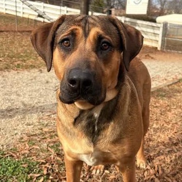 Rusty, Adoptable, Adult Male Mixed Breed.