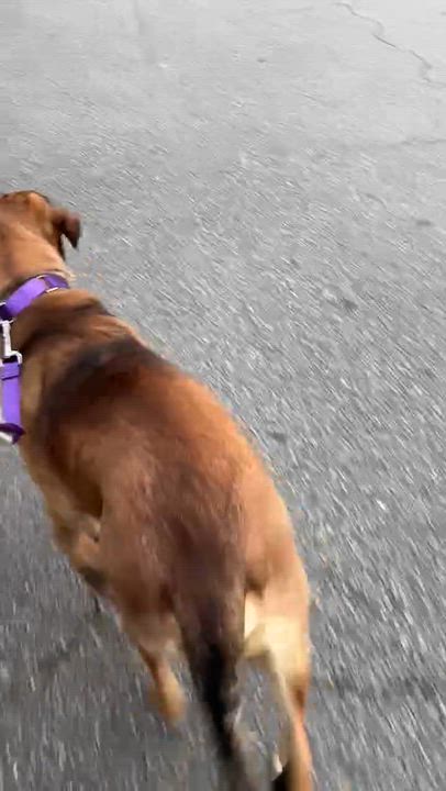 Enlarge Rusty, a Adoptable mixed breed in Greenville, SC video 2/3