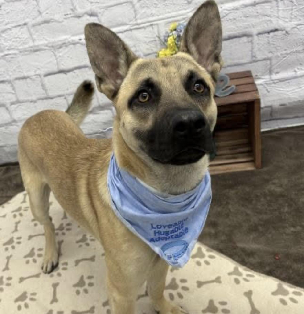 Enlarge Azriel, a Adoptable German Shepherd Dog in Macomb, MI image 1/1