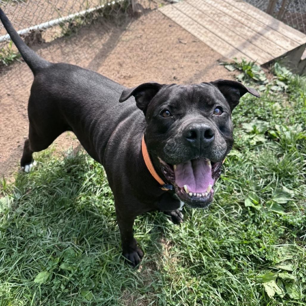 Chille, Adoptable, Senior Female Cane Corso & Boxer.