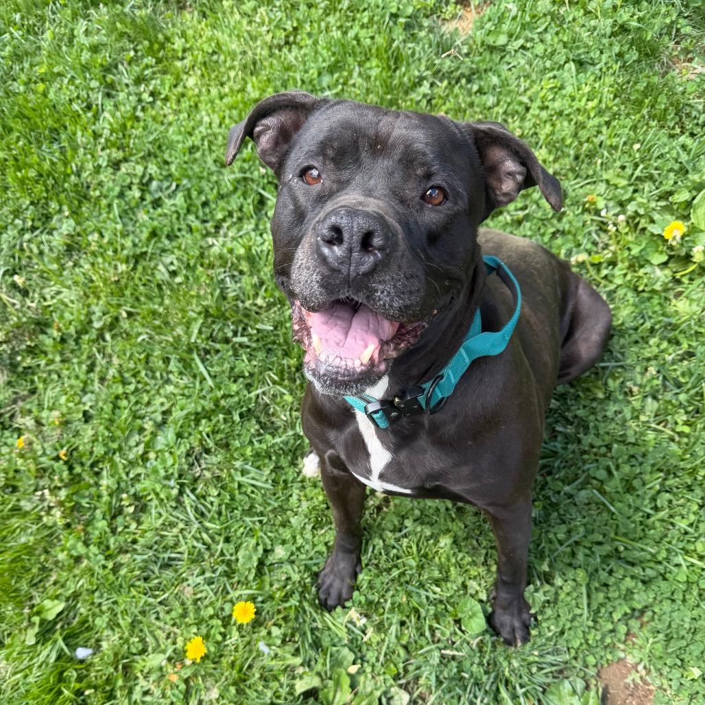 Enlarge Chille, a Adoptable mixed breed in Fairmont, WV image 1/6