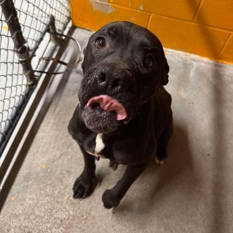 Chille, Adoptable, Adult Female Cane Corso & Boxer.