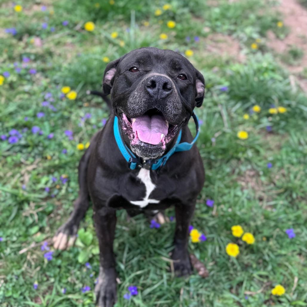 Enlarge Chille, a Adoptable mixed breed in Fairmont, WV image 5/6