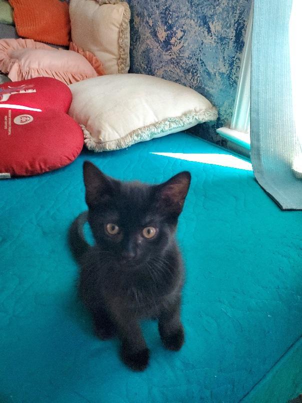 Sissy, ADOPTABLE, Kitten Female Domestic Short Hair.