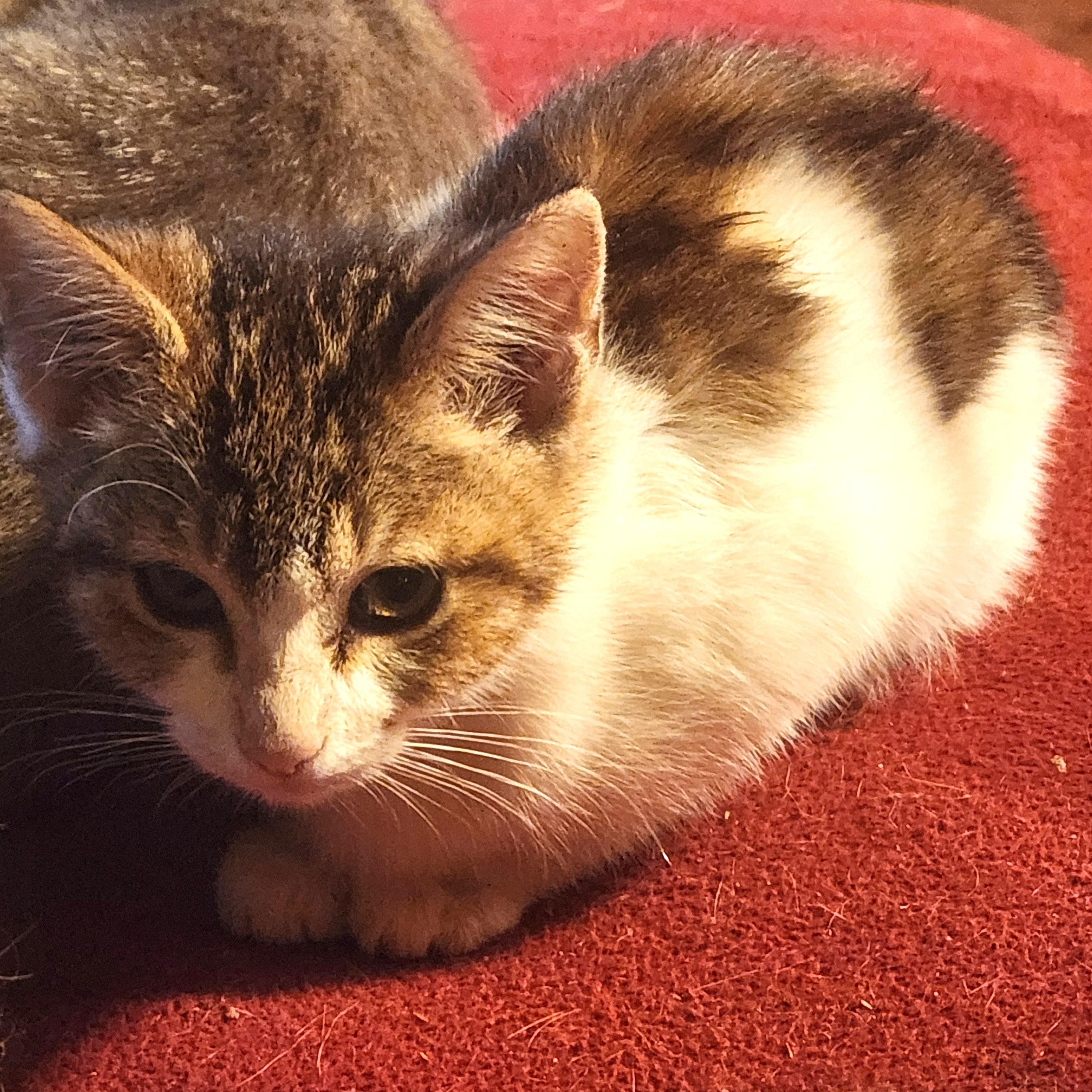 Enlarge Chickenburger, a Adoptable Domestic Short Hair in Shingletown, CA image 1/1