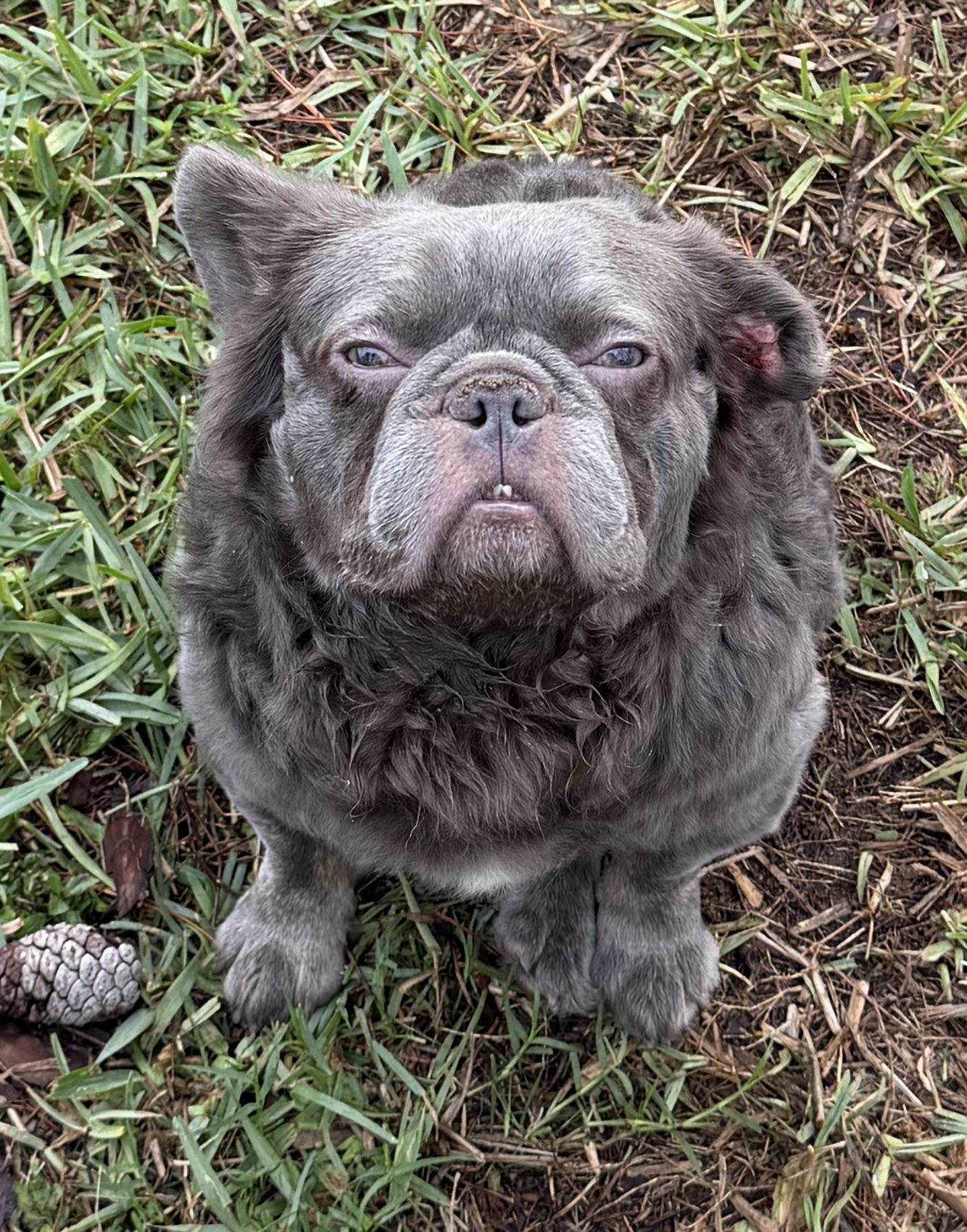 Fluffy, ADOPTABLE, Adult Male French Bulldog.