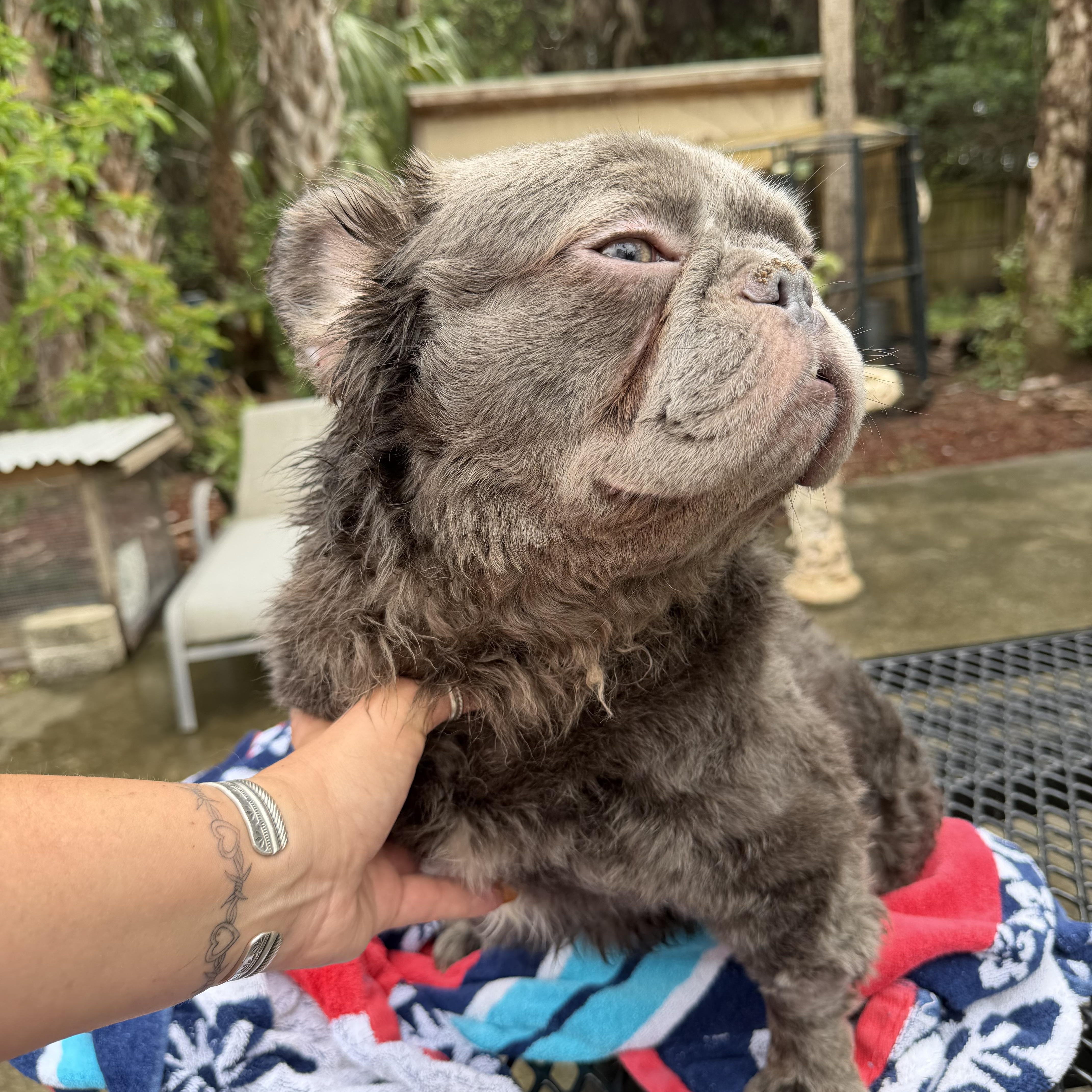 Enlarge Fluffy, a ADOPTABLE French Bulldog in Naples, FL image 3/3